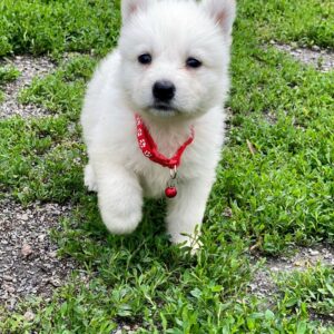 Ardeyl White Swiss Shepherd