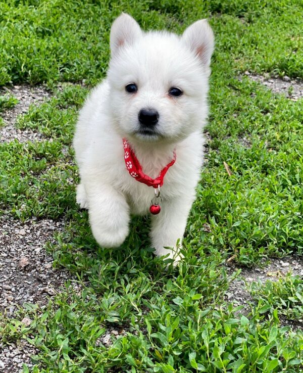 Ardeyl White Swiss Shepherd