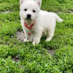 Ardeyl-male-White-Swiss-Shepherd-puppy-for-sale-4
