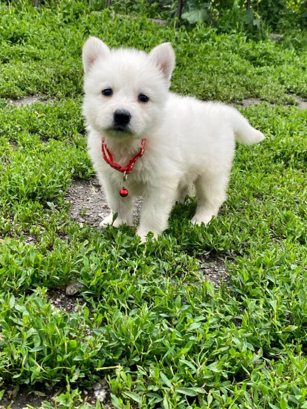 Ardeyl White Swiss Shepherd