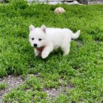 Ardeyl-male-White-Swiss-Shepherd-puppy-for-sale-5