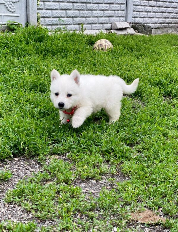 Ardeyl White Swiss Shepherd