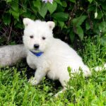 Asaur-male-White-Swiss-Shepherd-puppy-for-sale-1