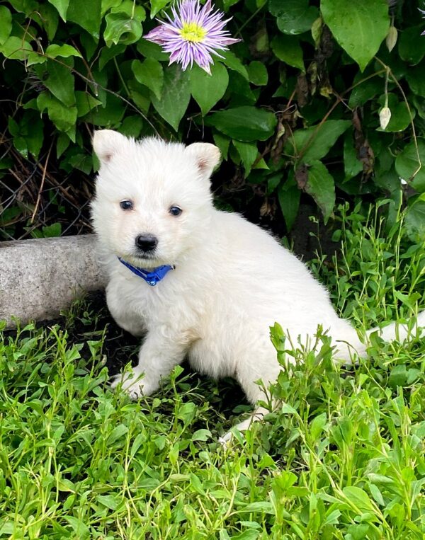 Asaur White Swiss Shepherd