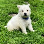 Asaur-male-White-Swiss-Shepherd-puppy-for-sale-2