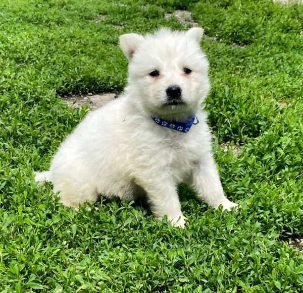 Asaur White Swiss Shepherd