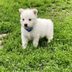 Asaur-male-White-Swiss-Shepherd-puppy-for-sale-4