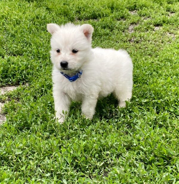 Asaur White Swiss Shepherd