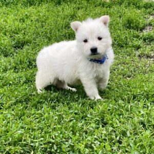 Asaur White Swiss Shepherd