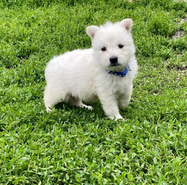 Asaur White Swiss Shepherd