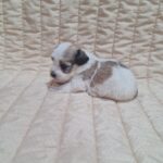 Asmus-male-havanese-puppy-for-sale-1 (1)