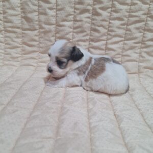 Asmus Havanese