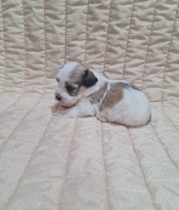Asmus Havanese