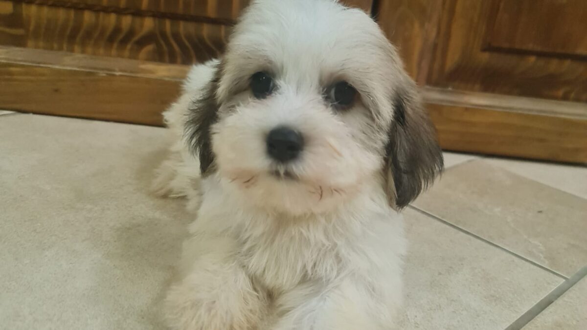 Shih Tzu Kijiji Bichon Frise Puppies Shih Tzu Dog Breed Havanese