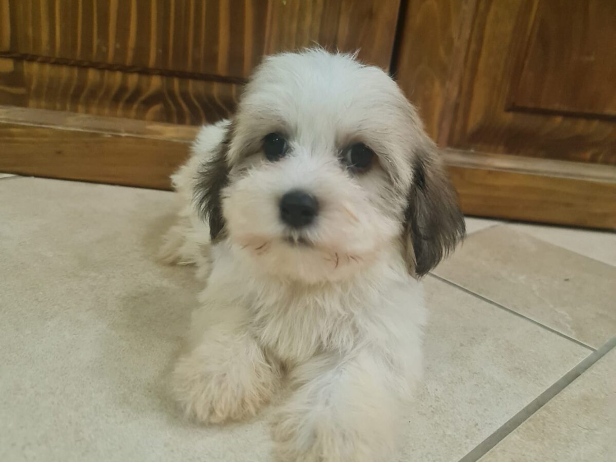 Short Haired Havanese Shih Tzu Short Hair Havanese Dog Havanese