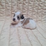 Asmus-male-havanese-puppy-for-sale-1 (2)