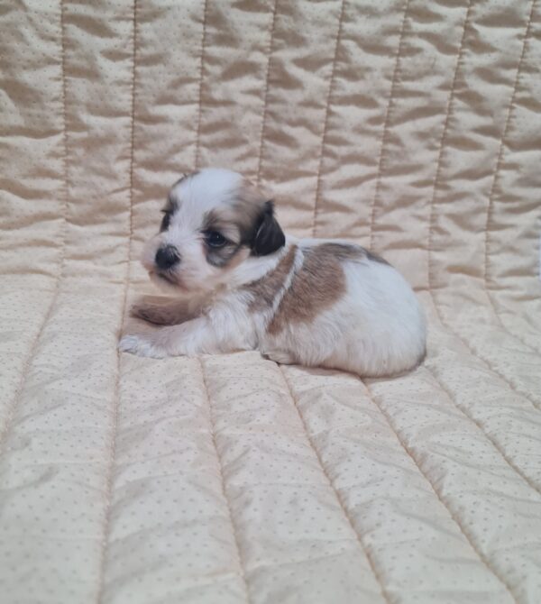 Asmus Havanese