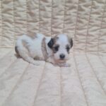 Amigo Havanese