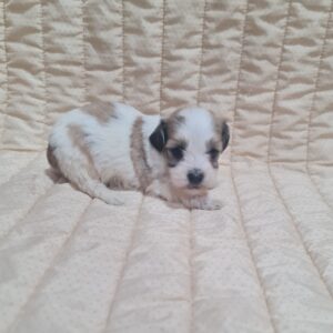 Asmus Havanese