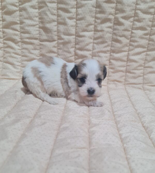 Asmus Havanese