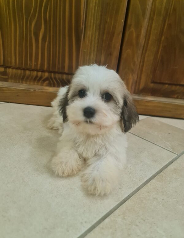 Asmus Havanese