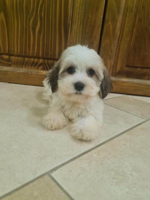 Asmus Havanese