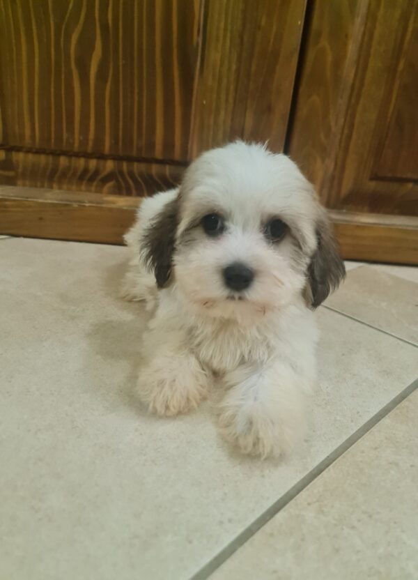 Asmus Havanese