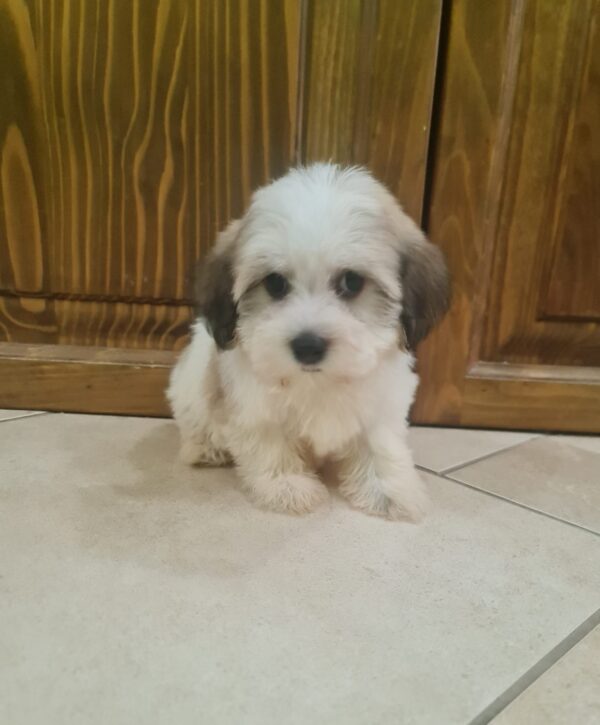 Asmus Havanese