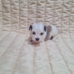 Ava Havanese