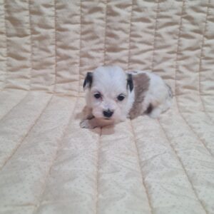 Asta Havanese