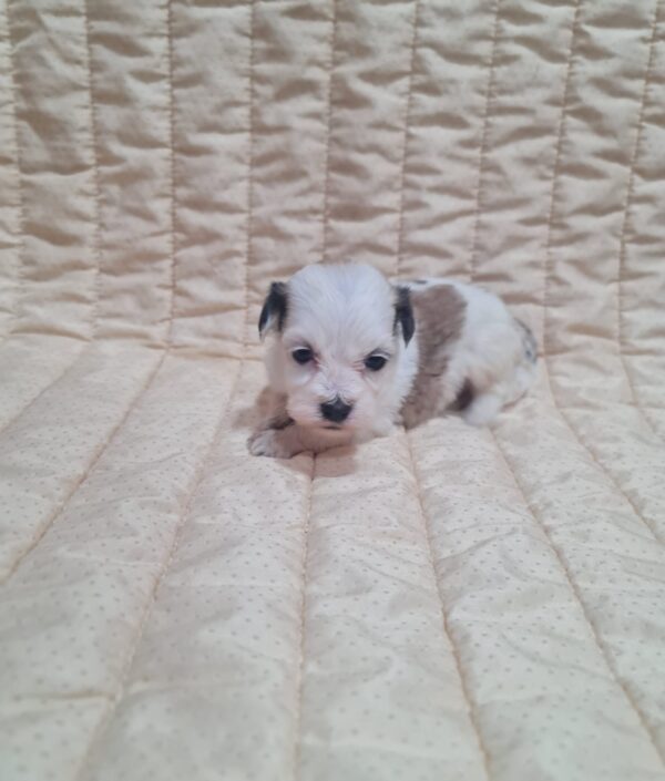 Asta Havanese