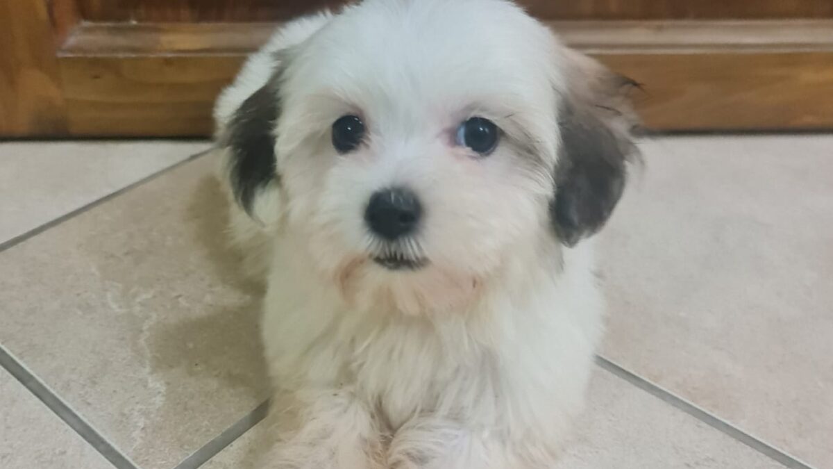 Shih Tzu Kijiji Puppies Shih Poo Shih Tzu Rescue Buy Shih Poo