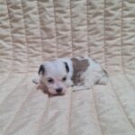 Asta-female-havanese-puppy-for-sale-1 (3)
