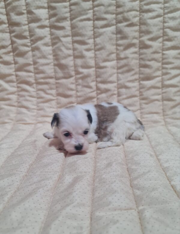 Asta Havanese
