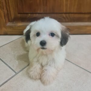 Asta Havanese
