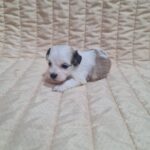 Asta-female-havanese-puppy-for-sale-1 (4)