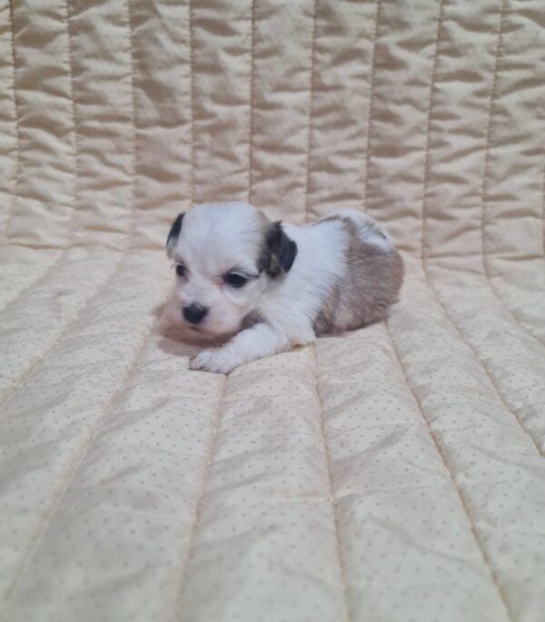 Asta Havanese