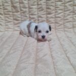Asta-female-havanese-puppy-for-sale-1 (5)