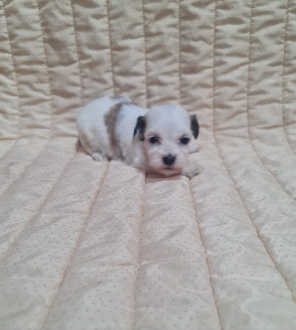 Asta Havanese