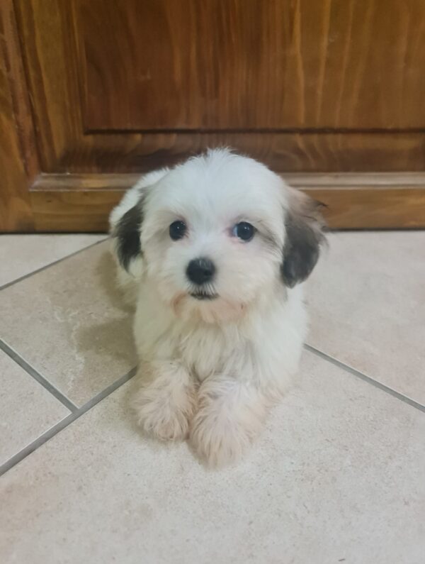 Asta Havanese