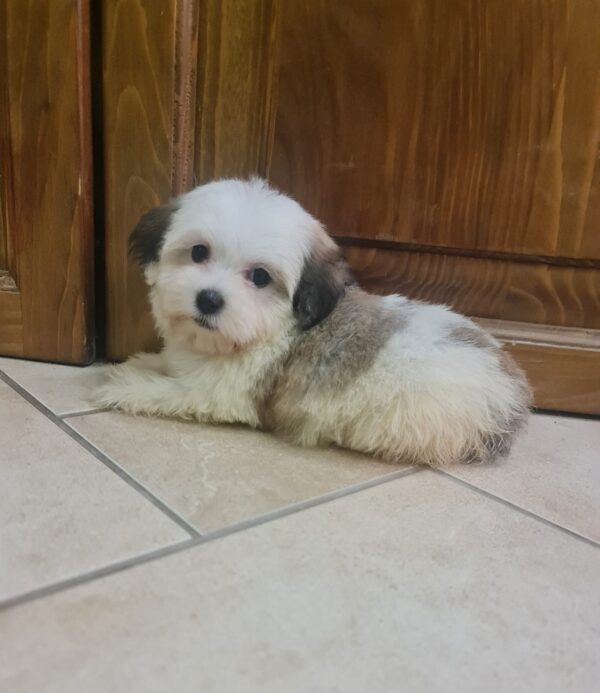 Asta Havanese