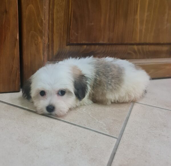 Asta Havanese