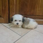 Asta-female-havanese-puppy-for-sale- (4)