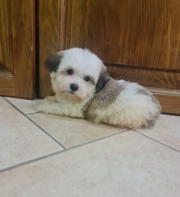 Asta Havanese