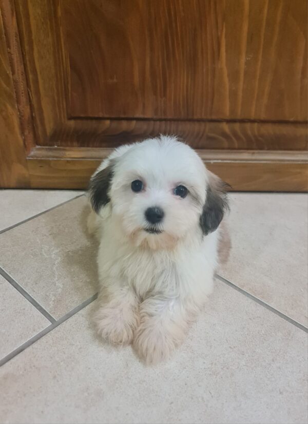 Asta Havanese