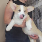 Atas-male-welsh-corgi-pembroke-puppy-for-sale-1 (1)