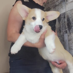 Atas Welsh Corgi