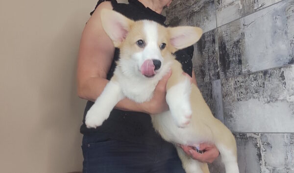 Atas Welsh Corgi