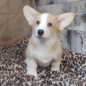 Atas Welsh Corgi