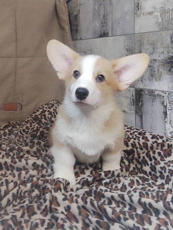 Atas Welsh Corgi